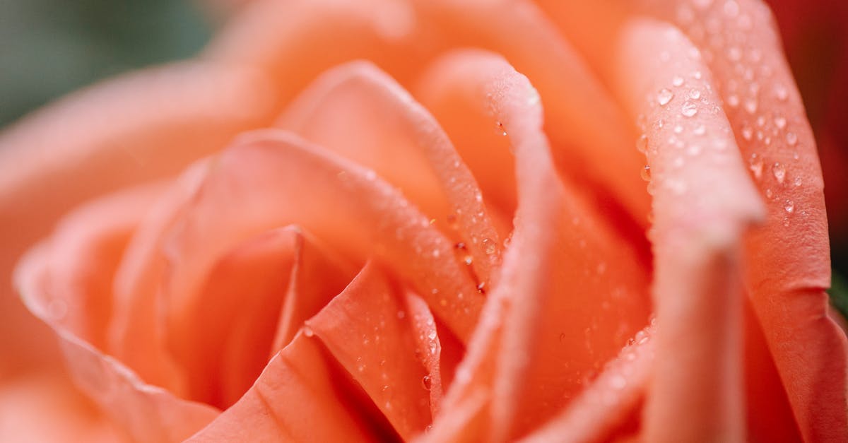 Where to get fresh rose petals( rosa demascena) that are organic and/or pesticide free - Closeup of blossoming orange flower with small water drips on delicate wavy petals on blurred background