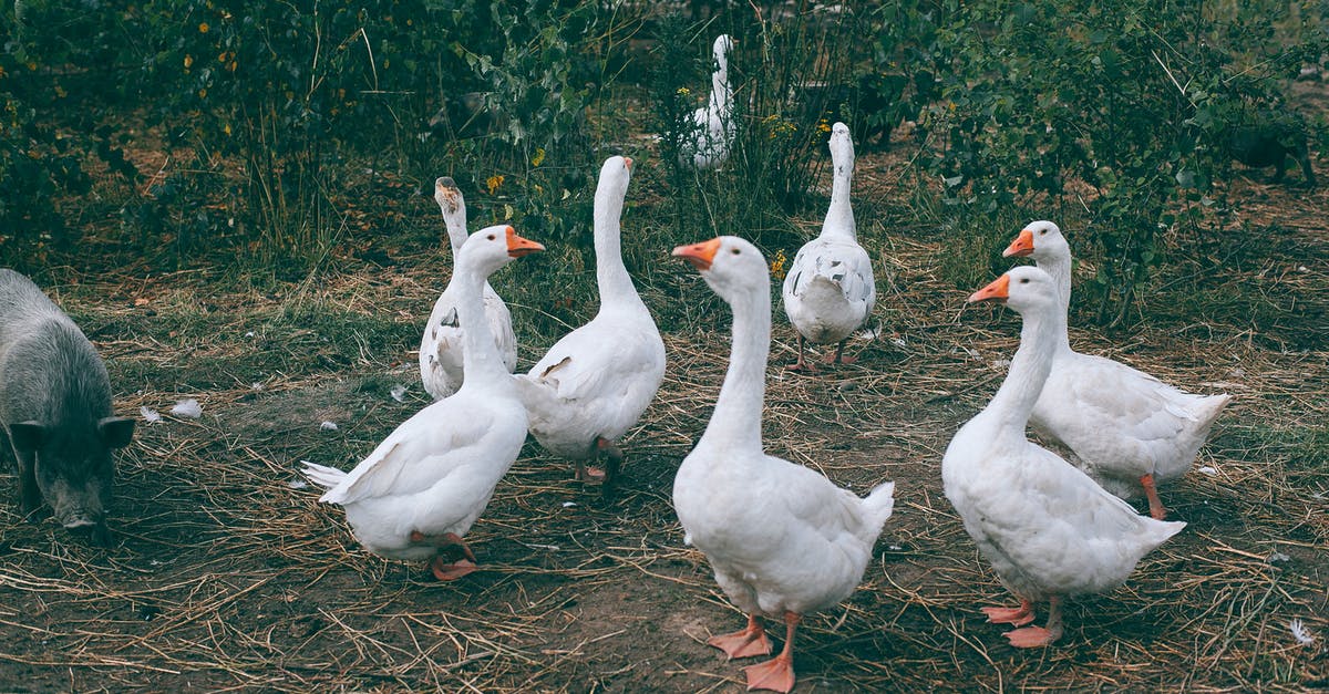 Which breeds of pigs are suitable for bacons? - Gaggle of white geese and black pig walking near green bushes in countryside