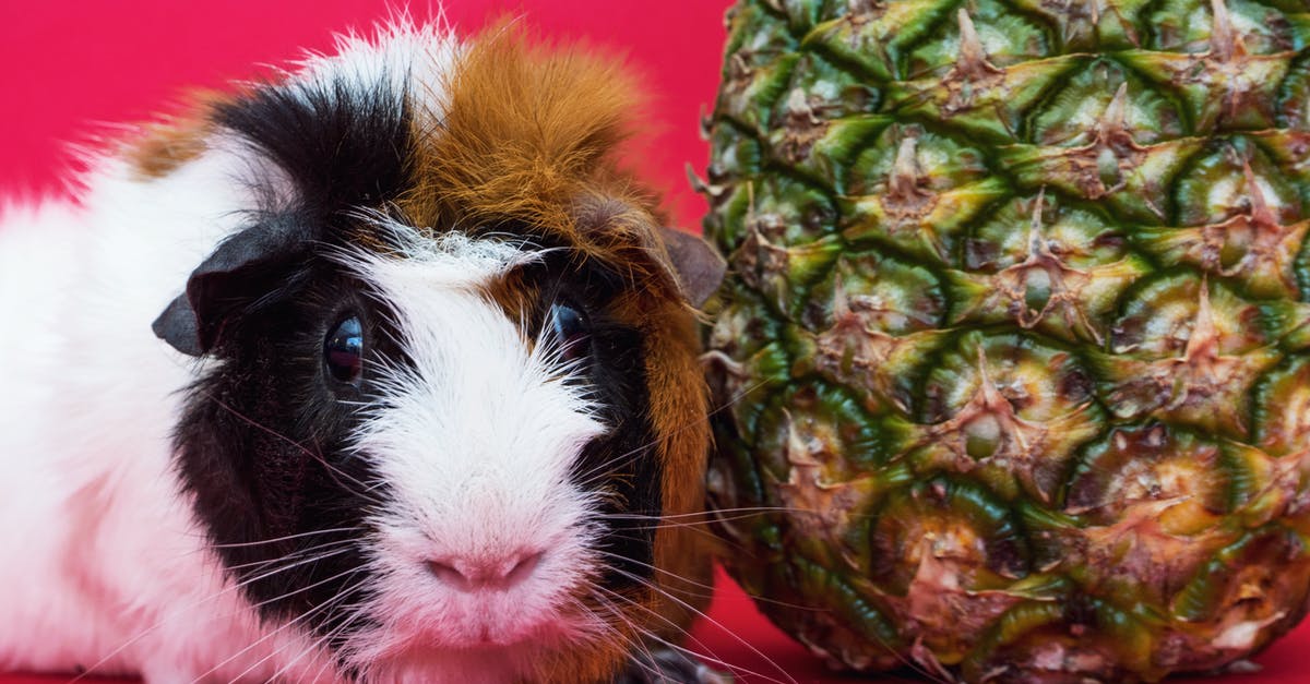 Which breeds of pigs are suitable for bacons? - Guinea Pig and Pineapple Fruit