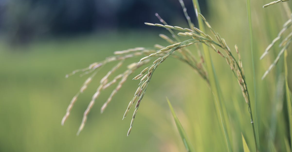 Which non-rice grains cook up most like sticky rice? - Close Up Photo of Wheat Plant