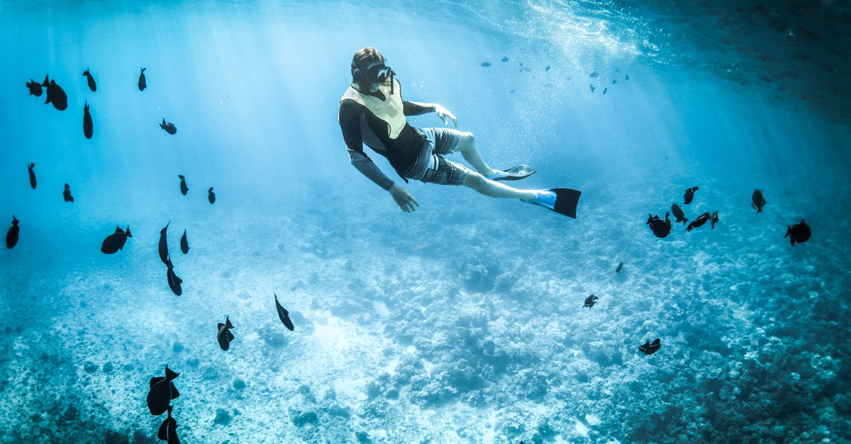 Which part of blue fish is not edible? - Photo of a Person Snorkeling