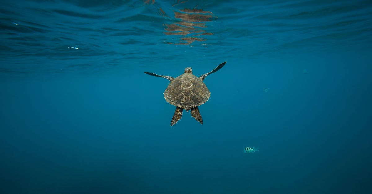 Which part of blue fish is not edible? - Gray Turtle