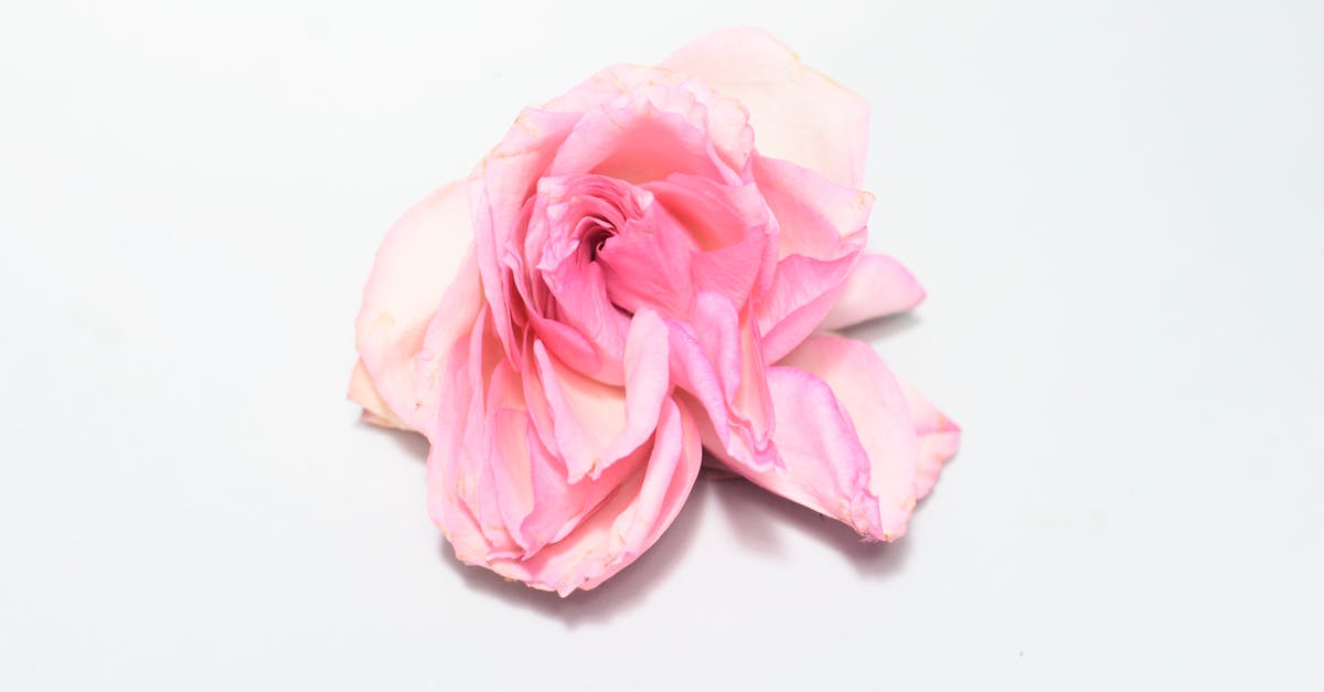 White efflorescence on home-dried prunes - From above of single bud of rose with withered white and pink petals fading on white background in light studio during blooming season