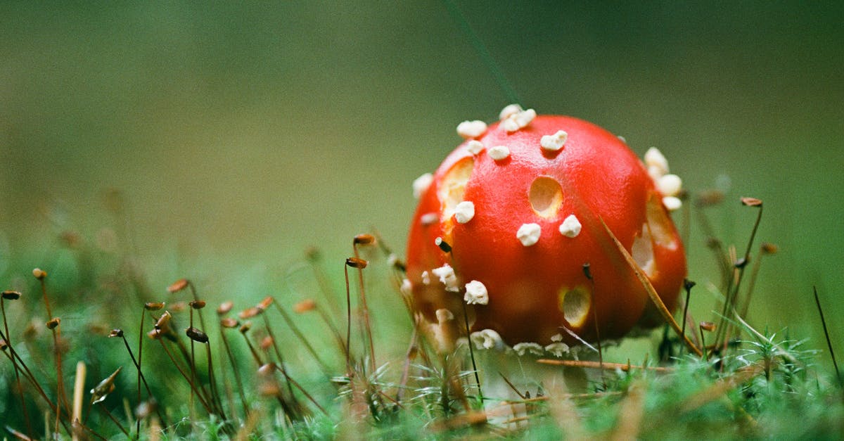 White things growing on my carrot ferment? - Red toadstool growing in green moss