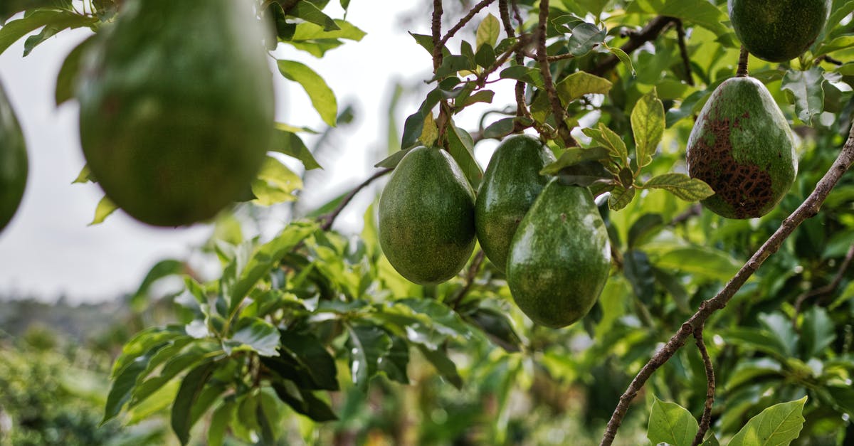 Why are avocados so expensive? - Avocado Fruits Hanging on Tree