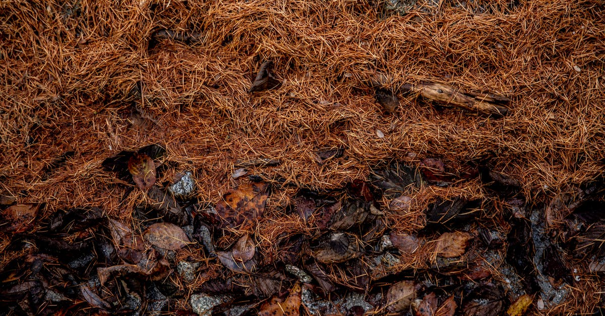 Why are drippings from restaraunt ground beef colored orange? - From above of wet yellow needles of pine trees covering rocks in autumn forest