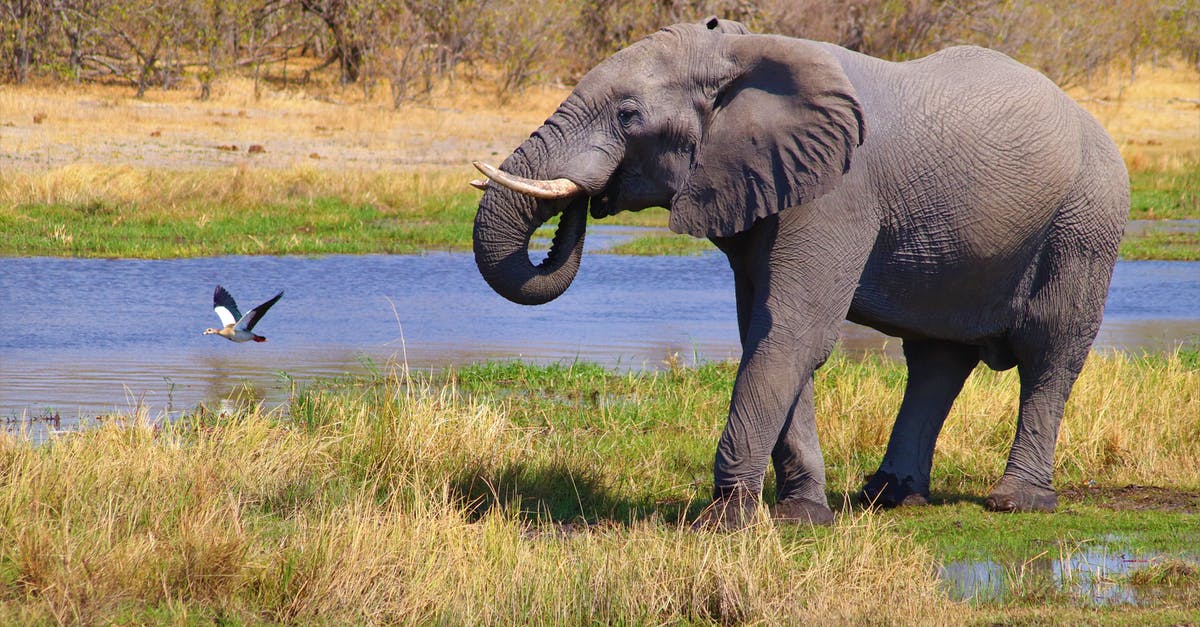 Why are multiple infusions of tea better than one large one - Elephant on Green Grass Field