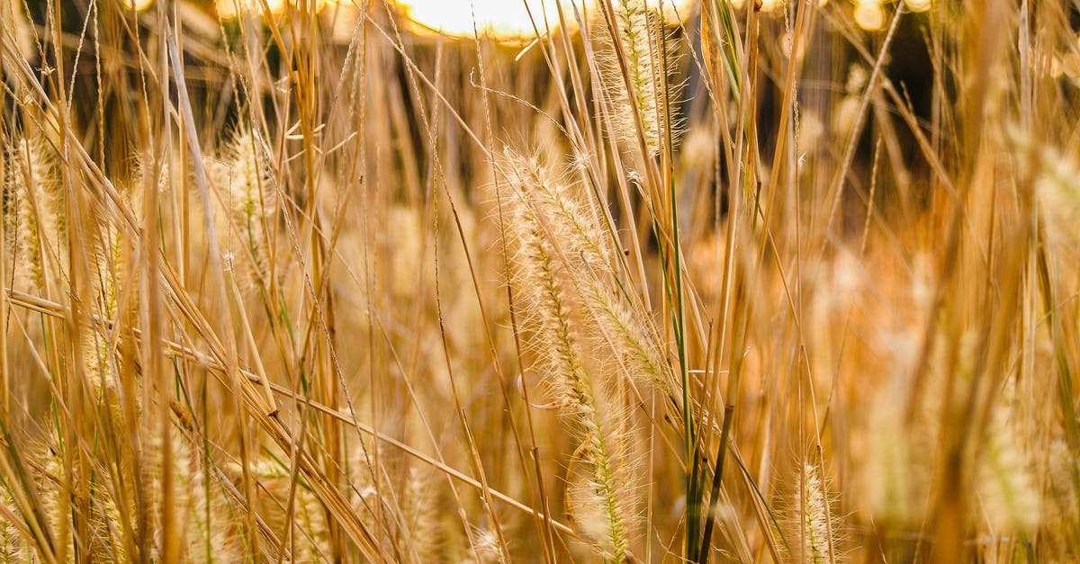 Why are there caraway seeds in rye bread? - Macro Photography of Green Grass