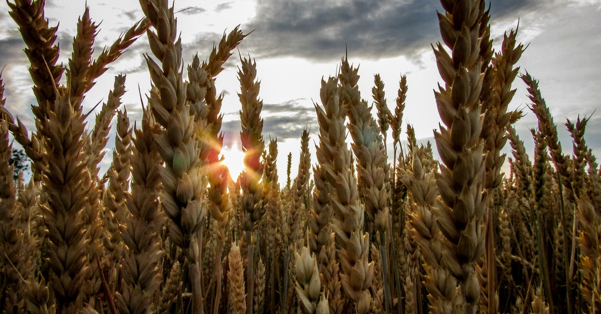 Why are there caraway seeds in rye bread? - Brown Wheat Field Under Blue Cloudy Sky