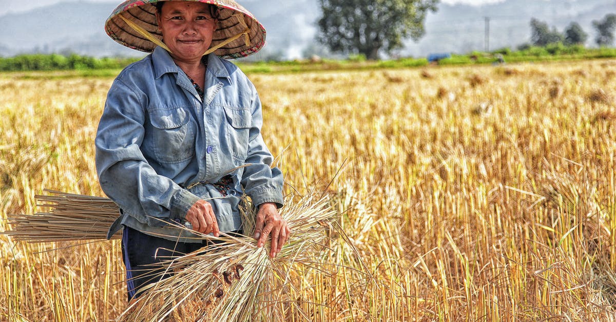 Why are there caraway seeds in rye bread? - Woman Picking Plant on Field