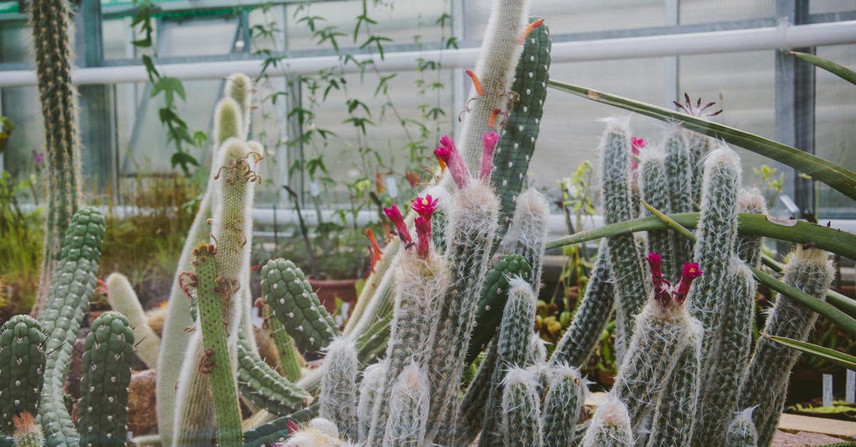 Why are there spikes growing out of my ice tray? - White and Pink Cactus Plants