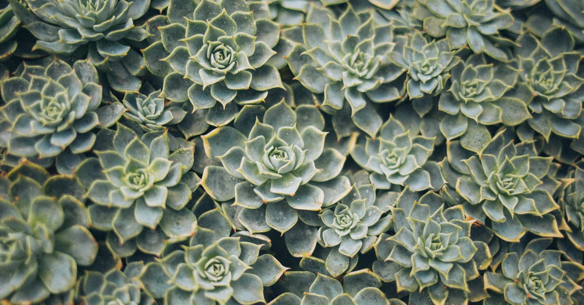 Why are there spikes growing out of my ice tray? - Aerial View Photography of Succulent Plants