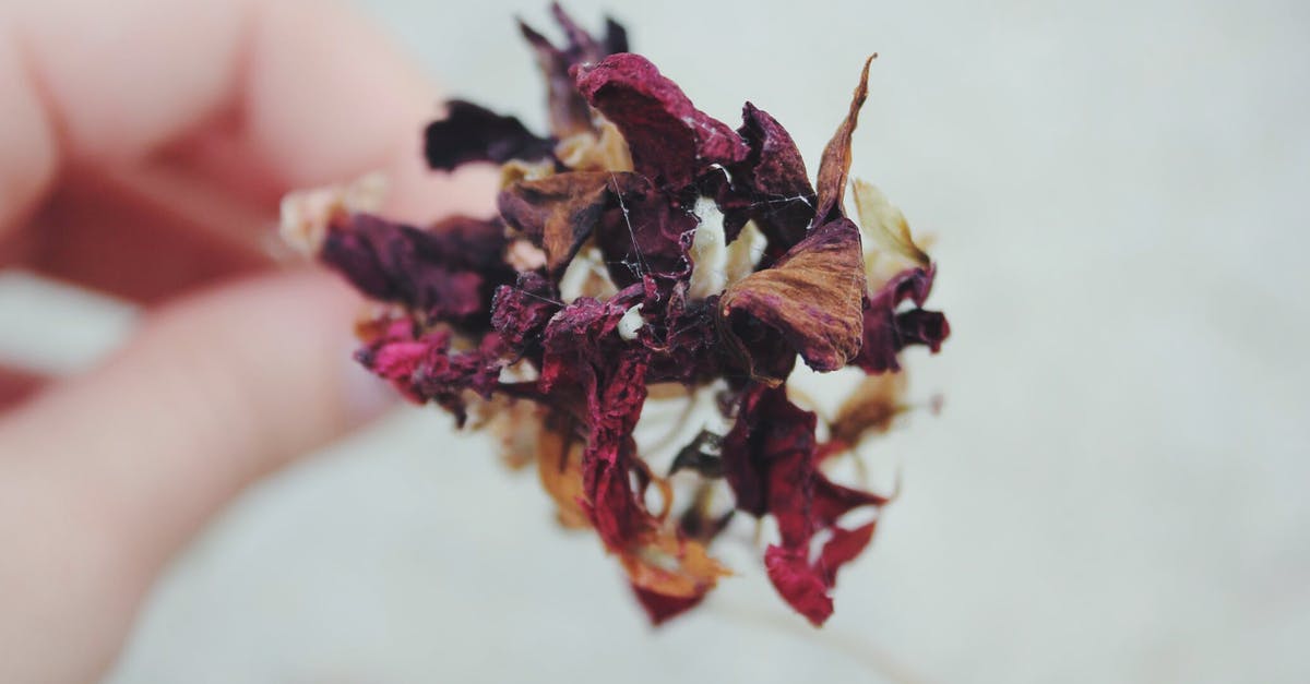 Why did butternut squash make my fingers dry and yellow? - Person Holding Dried Red, Brown, and White Flower