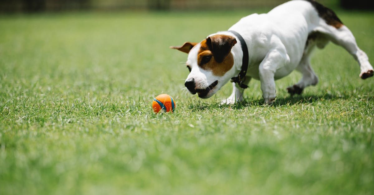 Why did I have to coat my veggies with flour? - Ground level of small purebred dog having fun with ball on green meadow in summer