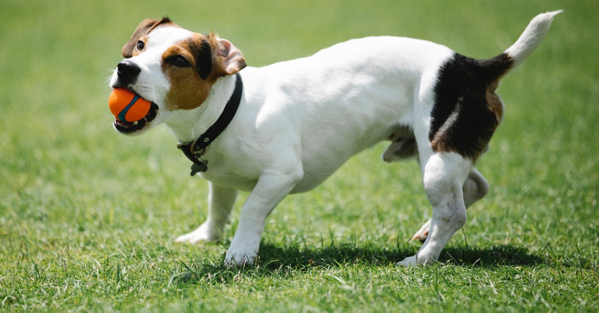 Why did I have to coat my veggies with flour? - Playful purebred dog with smooth coat and small ball having fun on lawn while looking up in sunlight