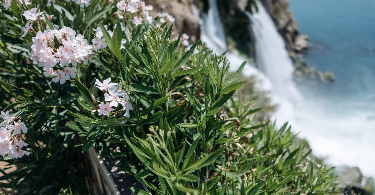 Why did my Chickpea water congeal? - Green Plant With White Flowers