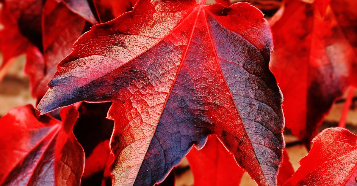 Why did my colored doughnut change colors? - Red and Brown Plant Leaf in Closeup Photo