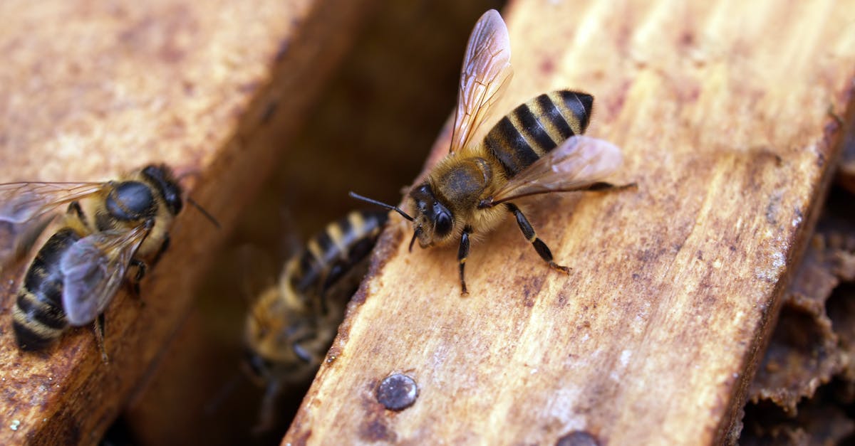 Why didn't honey soy chicken breast brown? - Macro Shot Photography of Black-and-yellow Bees