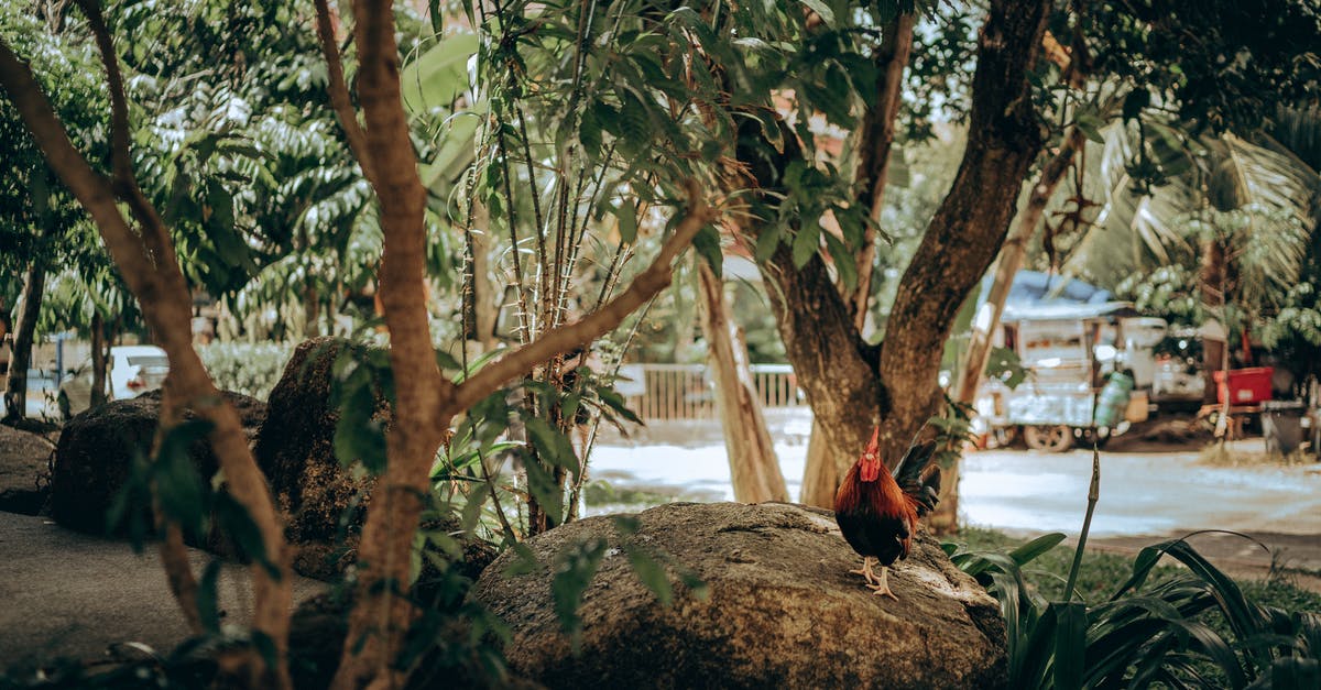 Why do chicken wings turn chewy if cooled between cookings? - Rooster on Top of Boulder