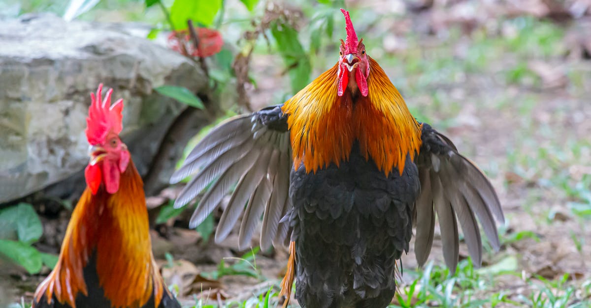 Why do chicken wings turn chewy if cooled between cookings? - Close-Up Shot of a Rooster Flying