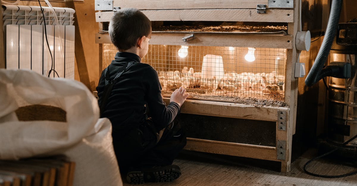 Why do instructions for carving a chicken disregard the back? - Back view of small boy sitting on floor and watching chicks in wooden brooder with light bulbs in heated barn