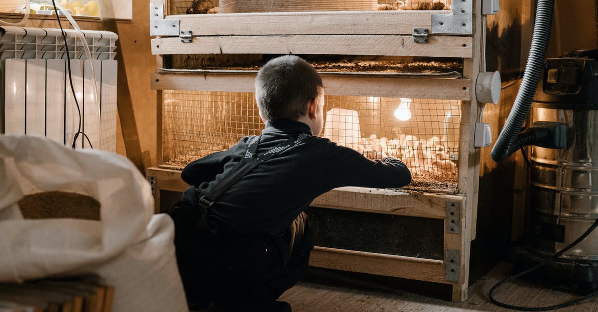 Why do instructions for carving a chicken disregard the back? - Back view of unrecognizable little boy crouched near cage with little chickens at poultry farm