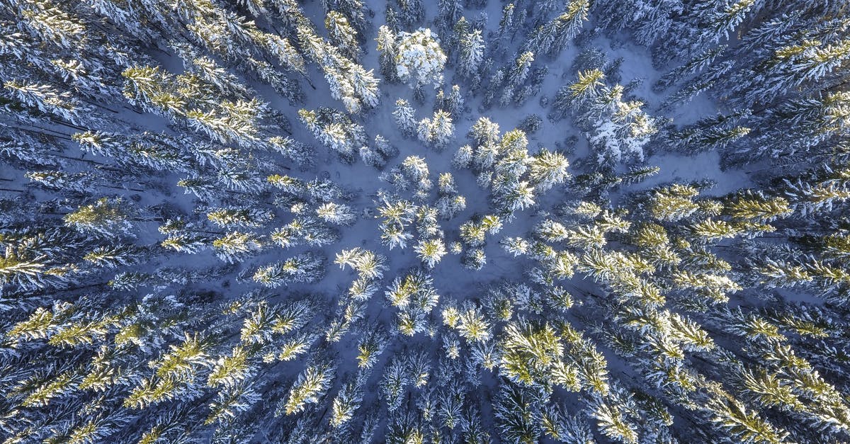 Why do mushrooms freeze in fridge at temps above freezing? - Aerial Photography of Green Leafed Trees