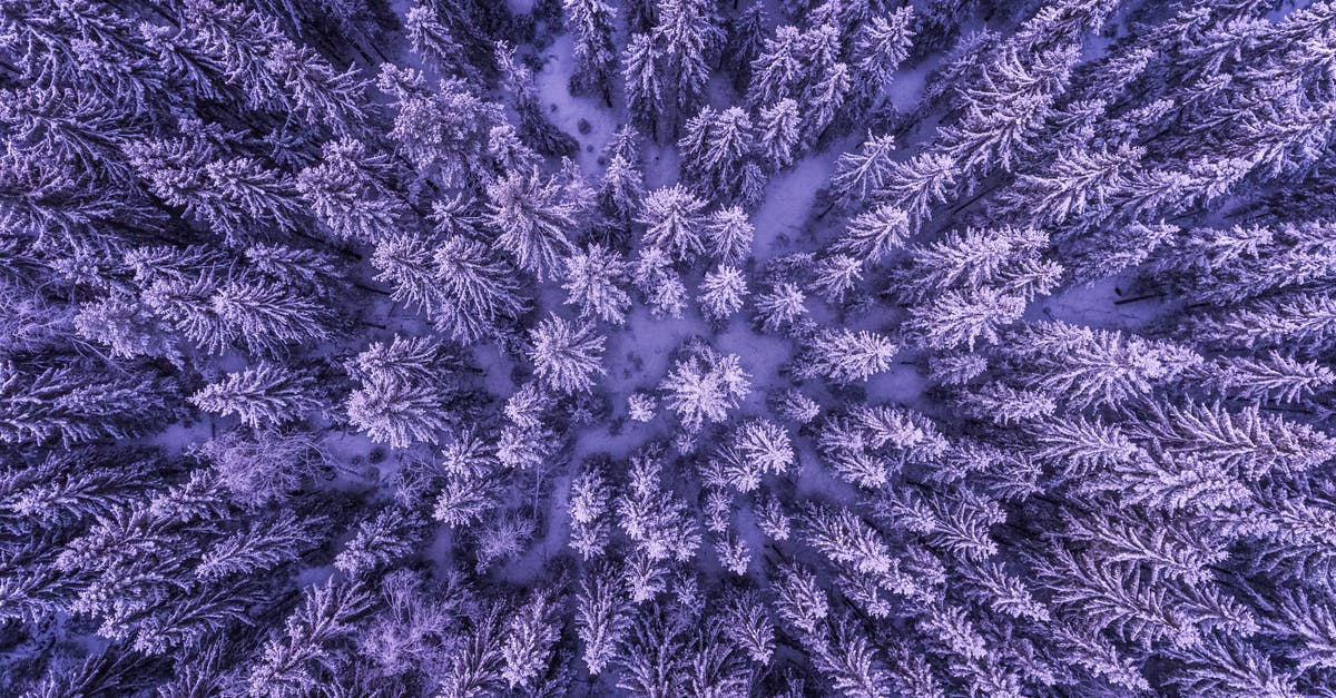 Why do mushrooms freeze in fridge at temps above freezing? - Full Frame Shot of Leaves