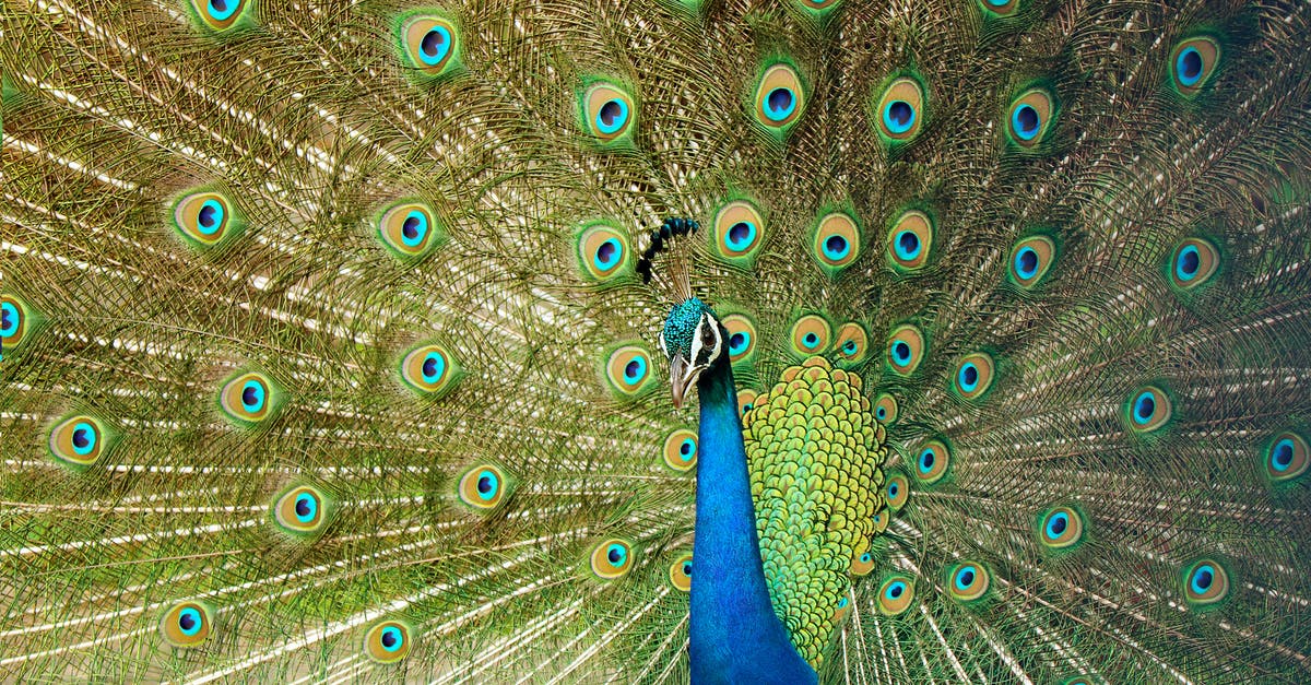 Why do patterns appear on tempered chocolate? - Blue Green and Brown Peacock Feather