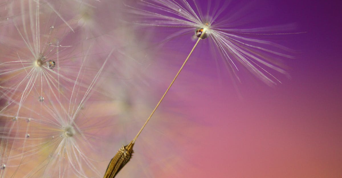 Why do some quinoa seeds sink and some float? - White Dandelion Pore