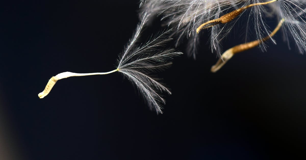 Why do some quinoa seeds sink and some float? - Shallow Focus Photography of White Dandelion