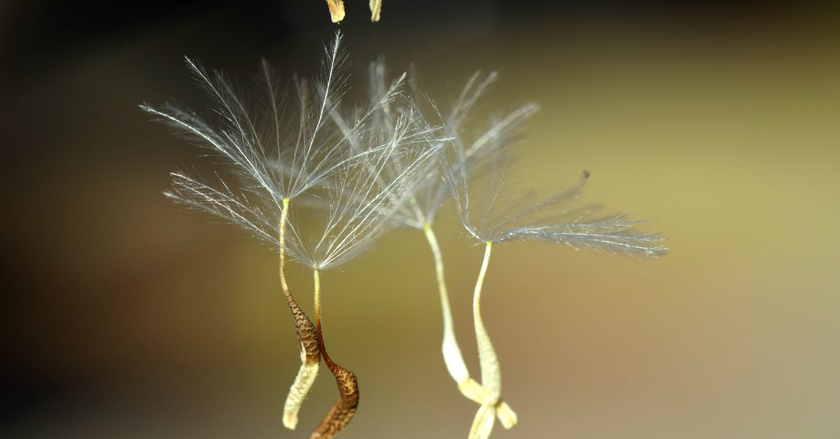 Why do some quinoa seeds sink and some float? - White and Brown Leaf