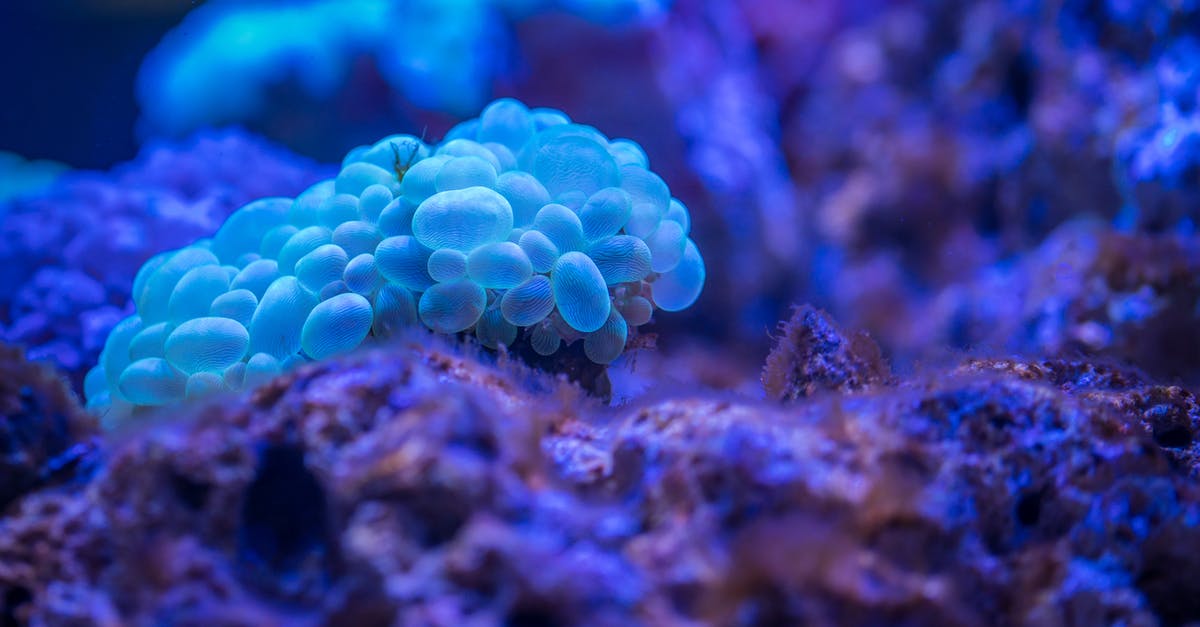 Why does adding sugar/salt causes water to release? - Macro Photography of Bubble Coral