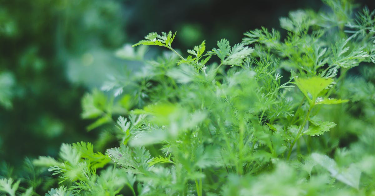 Why does fresh coriander deteriorate so quickly? - Green Coriander Leaves 