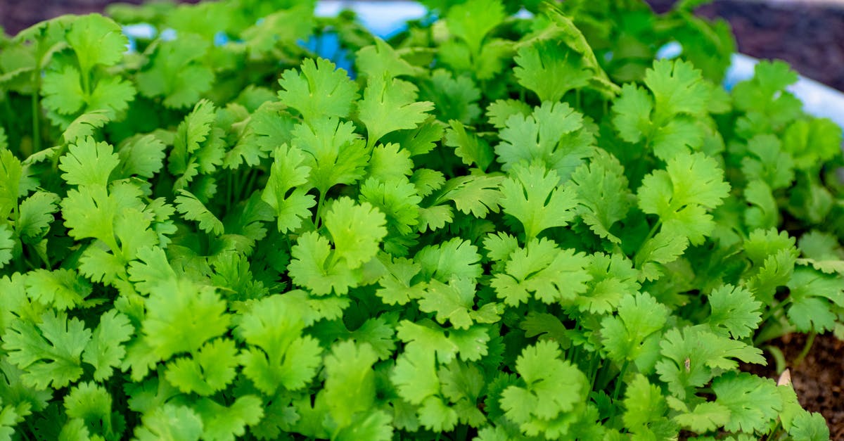 Why does fresh coriander deteriorate so quickly? - Close-Up Shot of Coriander
