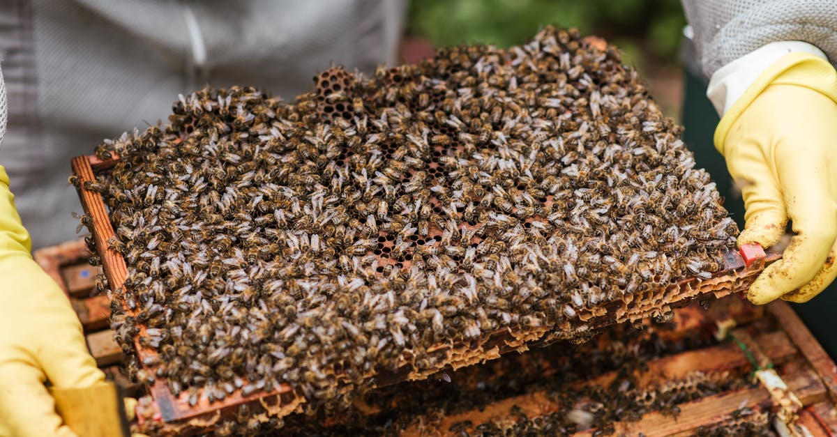 Why does honey stored with the comb last longer? - Crop unrecognizable farmer in protective gloves demonstrating honeycomb with flock of bees while standing near beehive