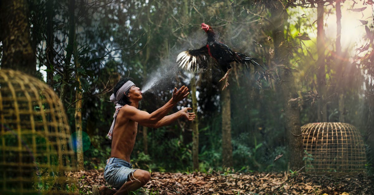 Why does my chicken breast become so dry? - Man Throwing Game Cock by Cages