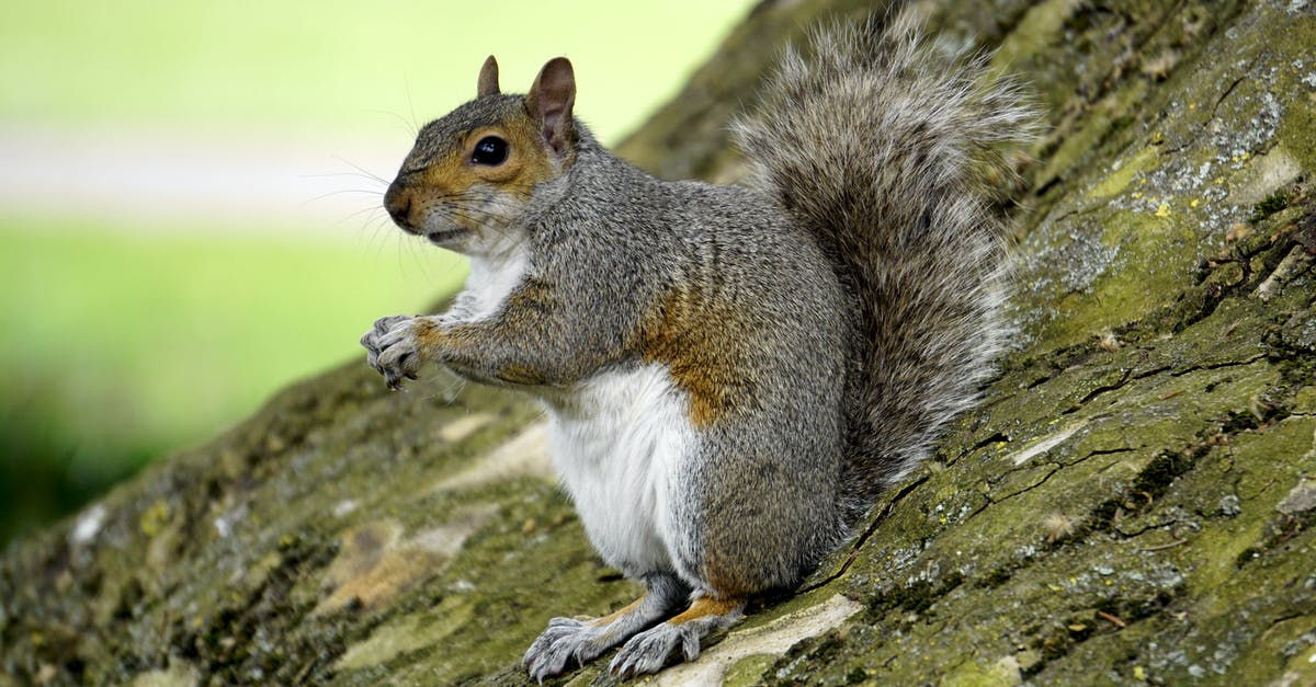 Why does my German nut strudel fall apart? - Squirrel on Trunk