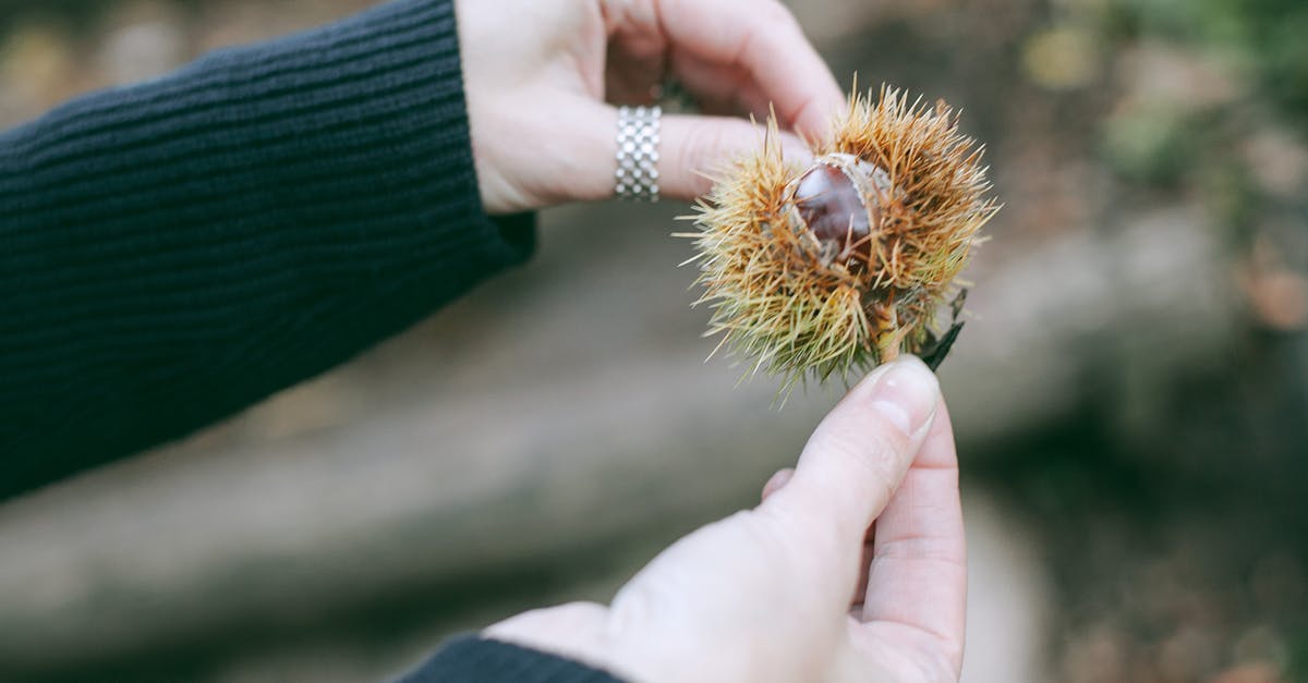 Why does my German nut strudel fall apart? - Faceless female with Castanea sativa plant in hand resting in forest