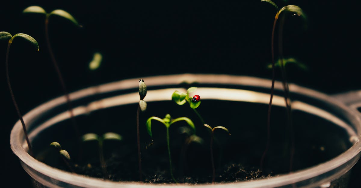 Why does my minestrone soup end up with so little liquid? - Green Plant on Clear Cup