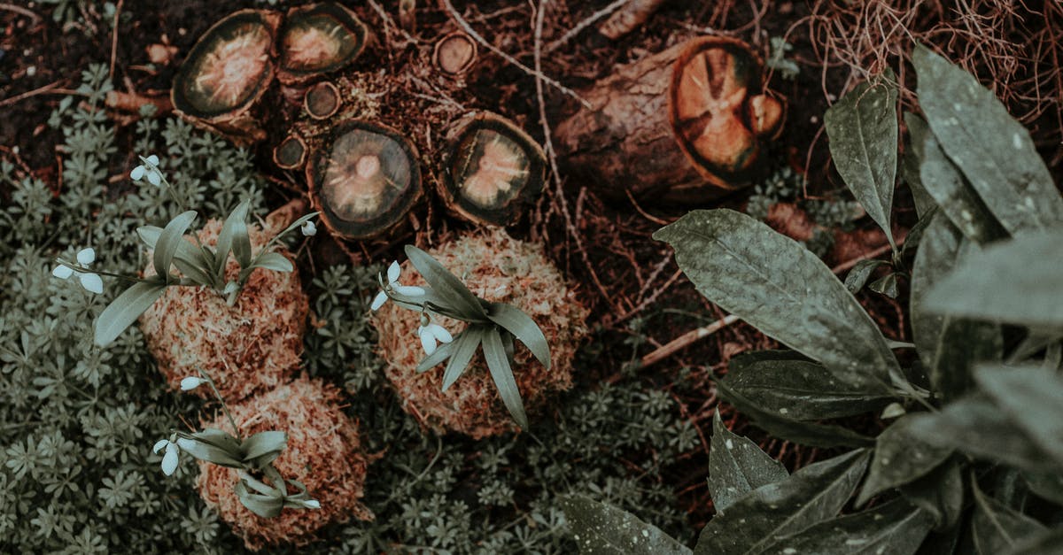 Why does my Wonder Pot now bake unevenly? - High angle of green leaves and plants near small tree stumps and delicate snowdrops in exotic forest