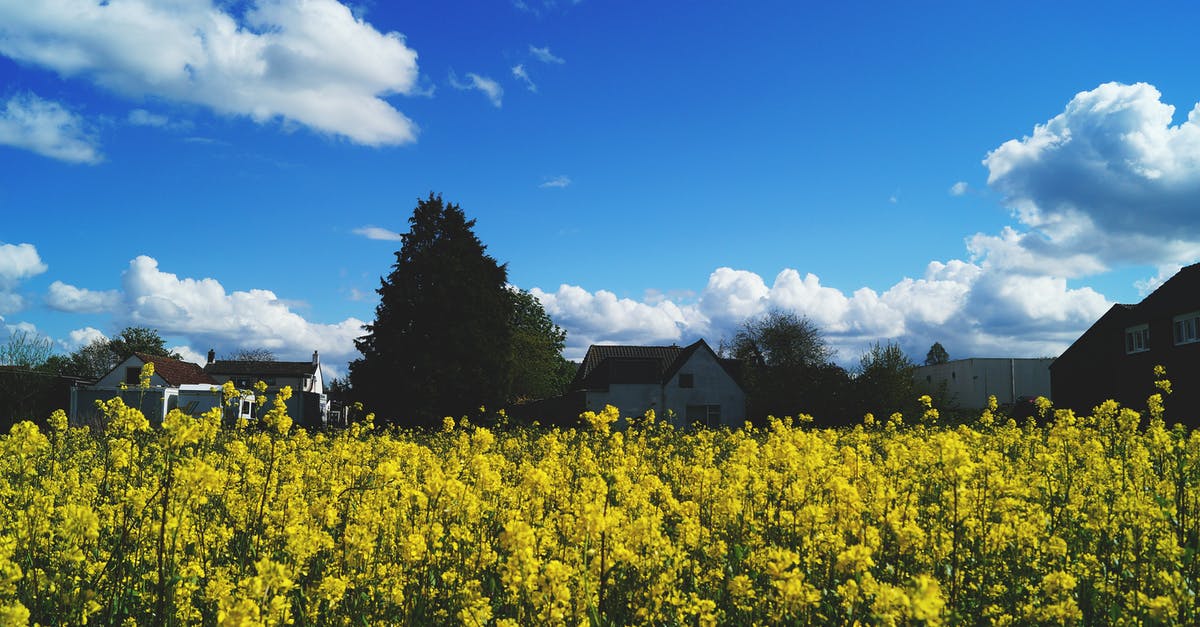 Why does rapeseed oil turn sticky but coconut oil doesn't? - Yellow Rapeseed Flower Field Under Blue Sky