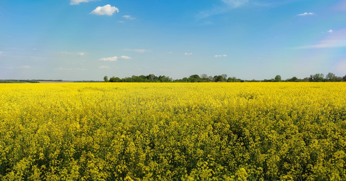 Why does rapeseed oil turn sticky but coconut oil doesn't? - Yellow Flower Field Under Blue Sky