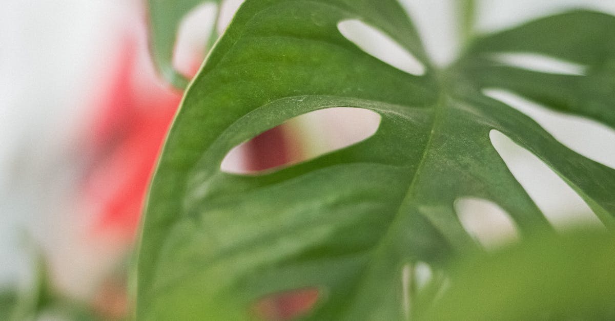 Why does Swiss Cheese have holes? - A Close-Up of a Swiss Cheese Plant