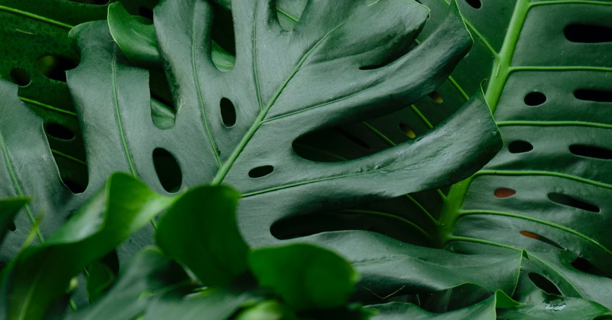 Why does Swiss Cheese have holes? - Close-Up Shot of Monstera Leaves 