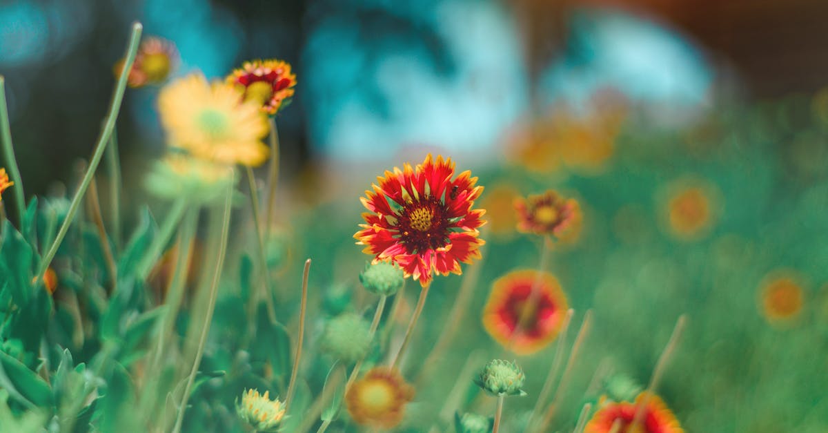 Why does this sunflower butter exude green liquid? - Selective Focus Photography of Red and Yellow Petaled Flower