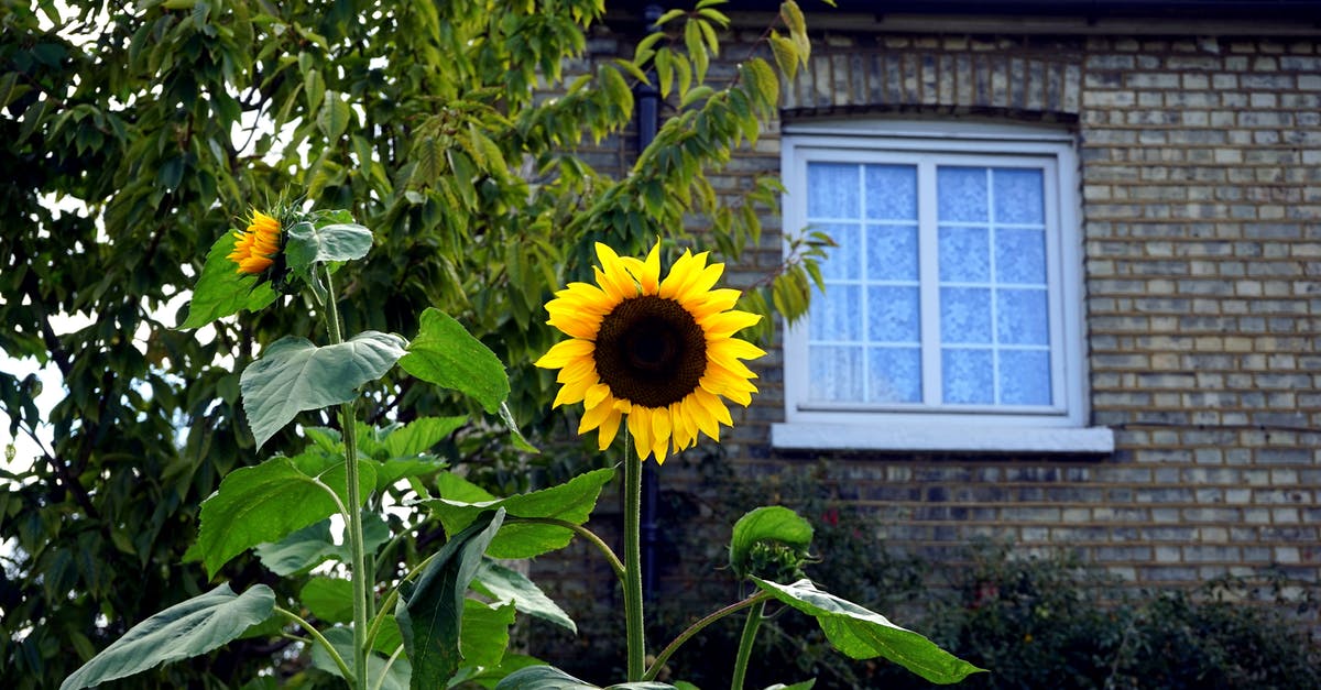 Why does this sunflower butter exude green liquid? - Yellow and Black Sunflower in Bloom Near Brown Bricked House