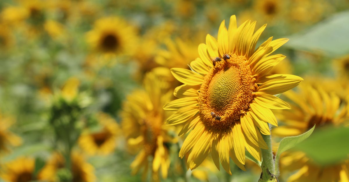 Why does this sunflower butter exude green liquid? - Selective Focus Photography of Yellow Sunflower