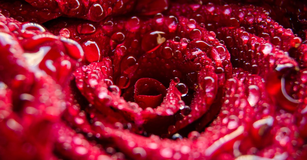 Why does water color go red when you boil maizes or lentils? Is it bad? - Red Rose With Dewdrops