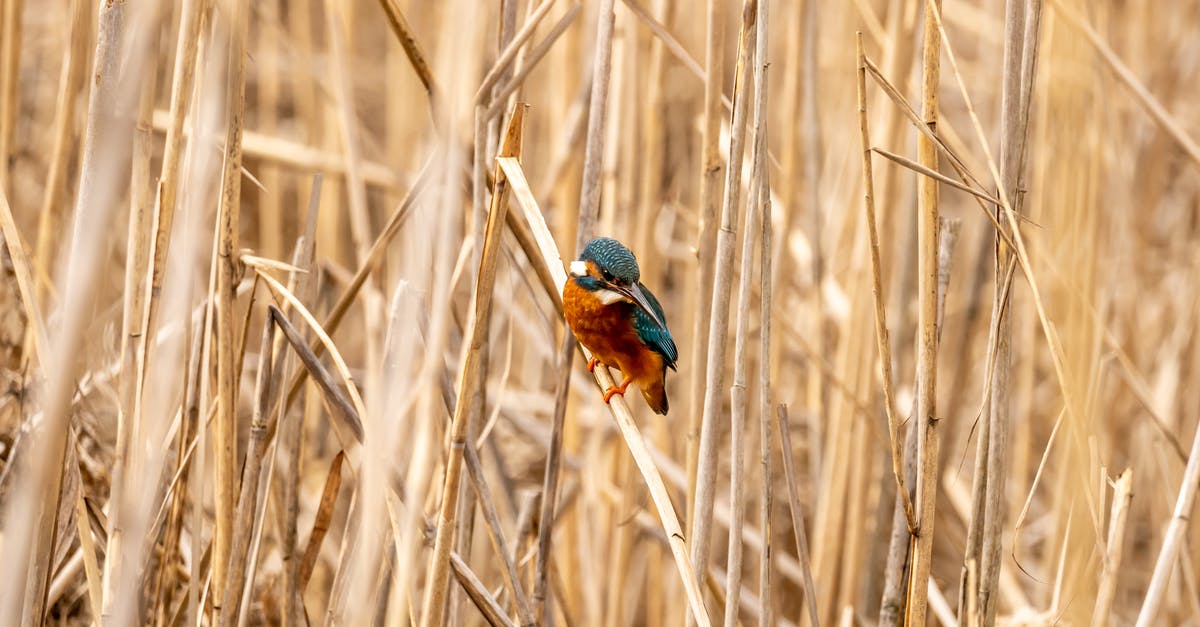 Why is 180 degrees C so common in recipes? - Bird Perched on Dry Reed Field